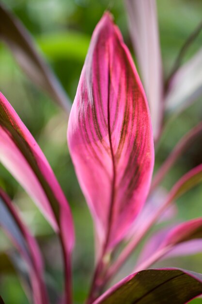 Premium Photo | Pink leaves on a tropical plant in costa rica