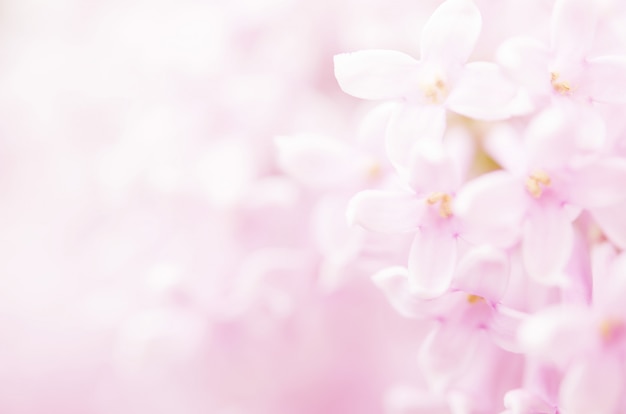 Premium Photo | Pink lilac flowers spring blossom background.