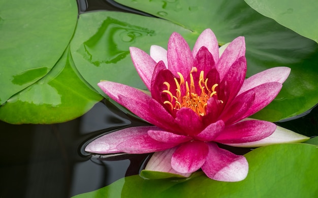 Premium Photo | Pink lotus flower and plant