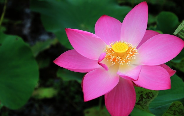 Premium Photo | Pink lotus flower plants autumn composition