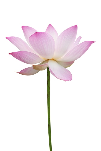 Premium Photo | Pink lotus isolated on white