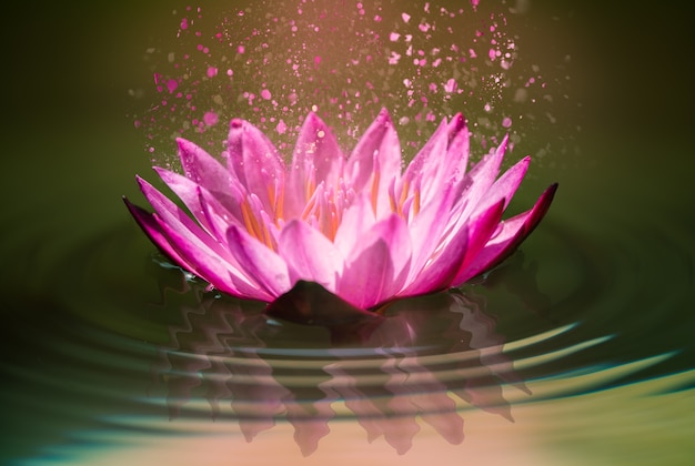 pink-lotus-on-water-with-waves-beautiful-scent-photo-premium-download