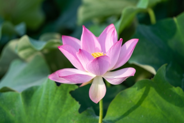 Premium Photo | Pink lotus in summer lotus pond