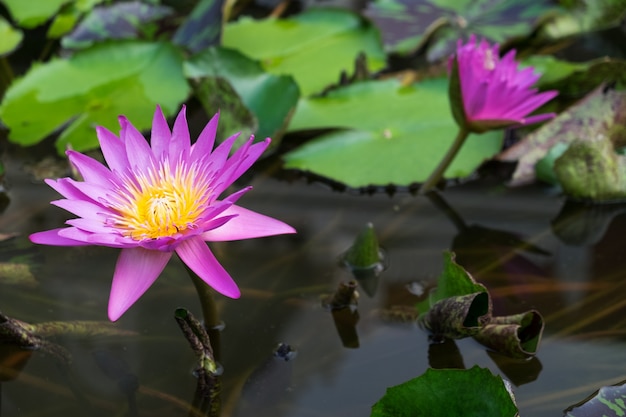 Free Photo | Pink lotus on water