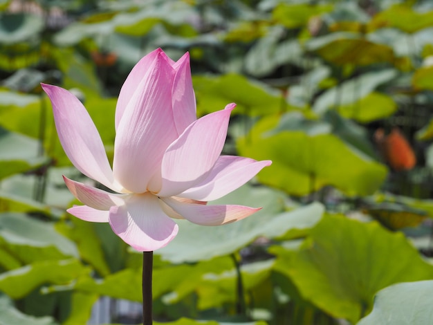 Premium Photo | Pink lotus waterlily