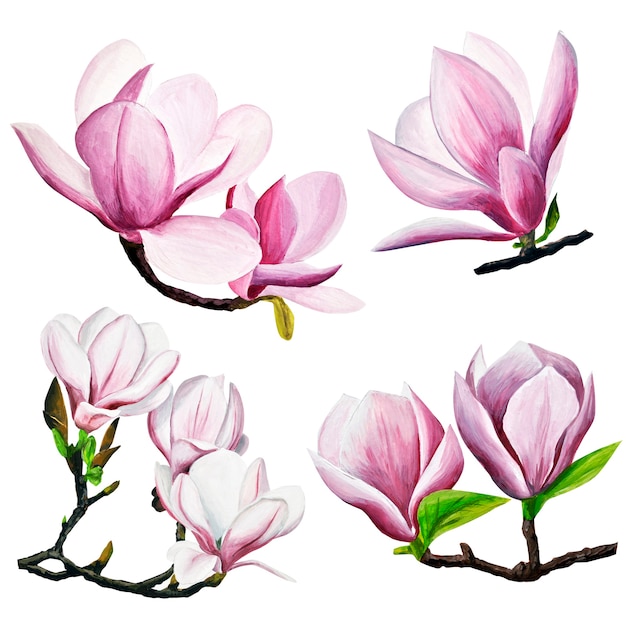 Premium Photo | Pink magnolia drawing. hand-drawn magnolias in gouache