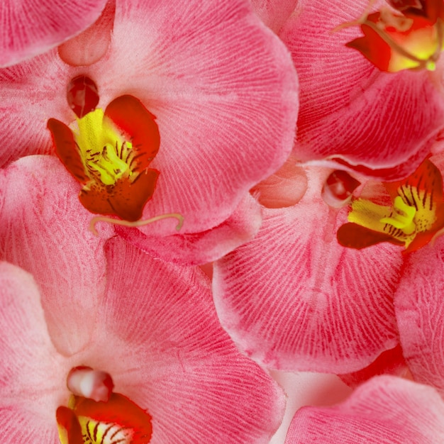 Pink orchid flowers background Photo | Free Download