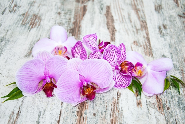 Premium Photo Pink Orchids Flowers