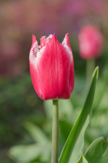 Premium Photo | Pink parrot tulip in flowerbed