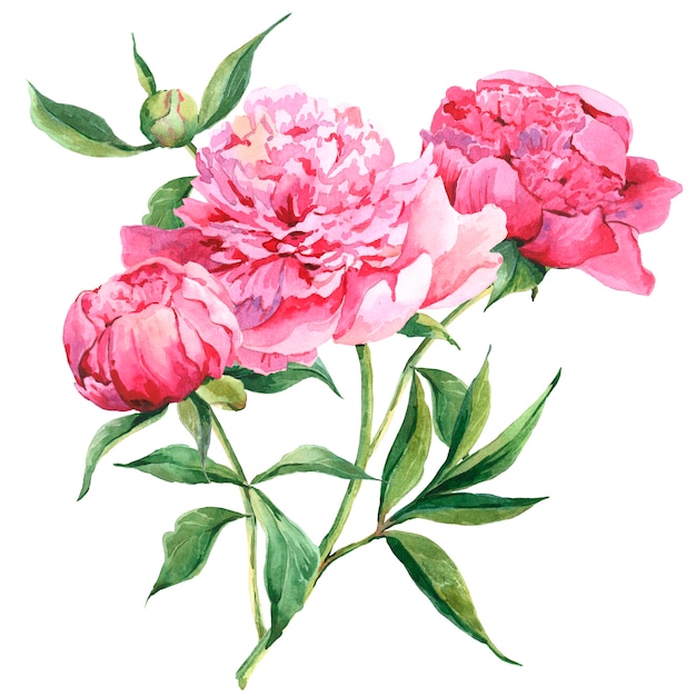 Premium Photo | Pink peonies botanical watercolor illustration