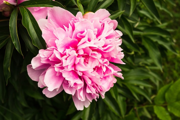 Premium Photo | Pink peony bush