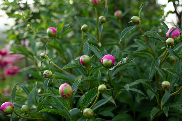 庭のエメラルドグリーンを背景にピンクの牡丹の花 プレミアム写真