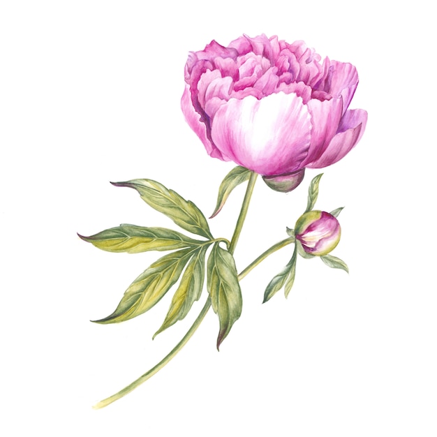 Pink Peony Flower Watercolor Illustration Premium Photo