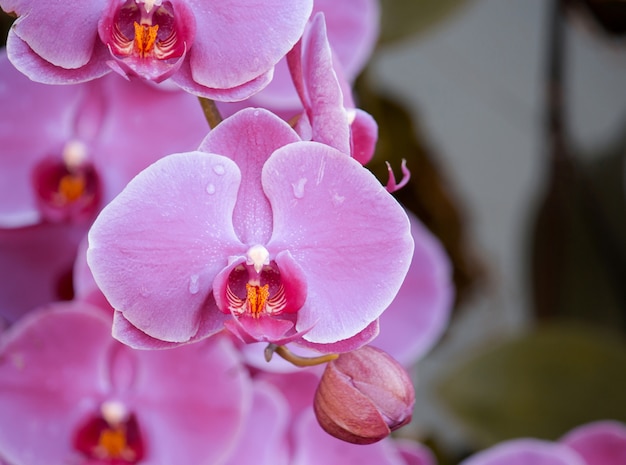 Pink phalaenopsis orchid flower | Free Photo