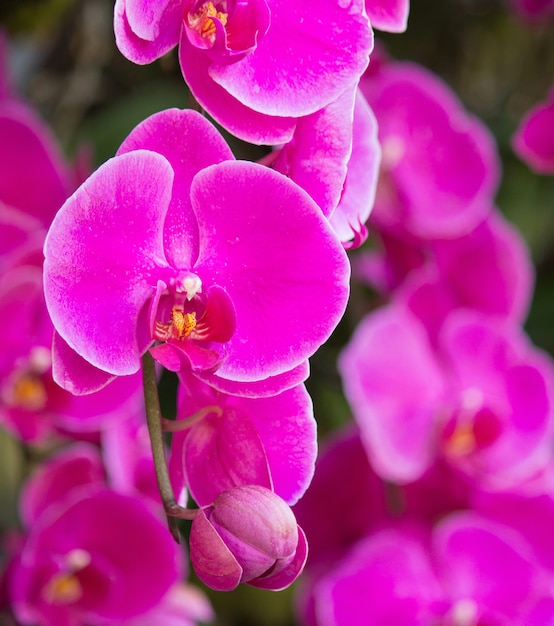 Free Photo | Pink phalaenopsis orchid flower