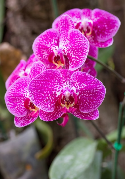 Premium Photo Pink Phalaenopsis Orchid Flower