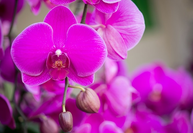 Free Photo | Pink phalaenopsis orchid flower