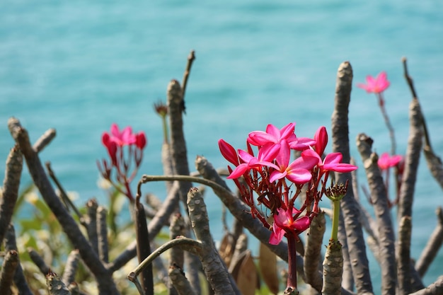 緑の葉と夏には美しい海の木にピンクのプルメリアの花 プレミアム写真