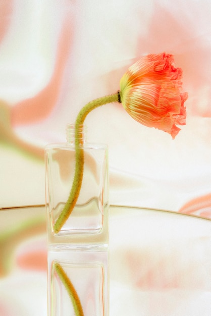 透明なガラスの花瓶にピンクのポピーの花 無料の写真