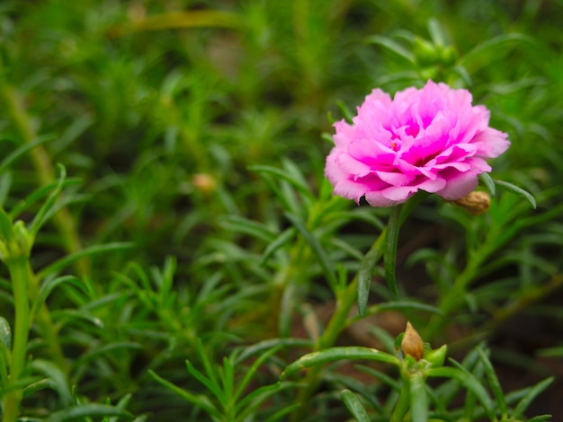 Premium Photo | Pink portulaca grandiflora on green nature background ...