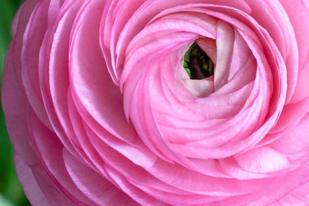 Premium Photo | Pink ranunculus background.