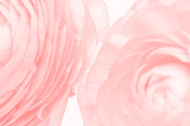 Premium Photo | Pink ranunculus flower macro photography