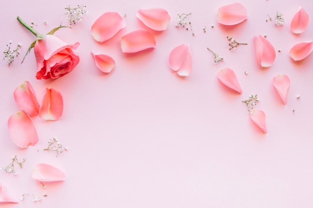 pink rose and petals over light pink background with space in the middle_23 2147699655