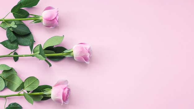 色の背景にピンクのバラの花 無料の写真