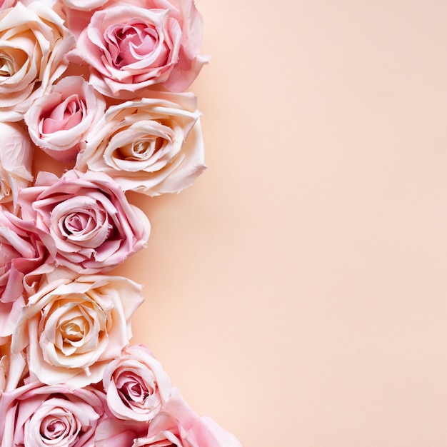 ピンクの背景にピンクのバラの花 無料の写真