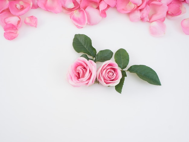 Premium Photo | Pink rose flowers with petals