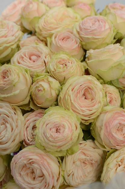 Premium Photo | Pink rose pomponella summer spray on white background