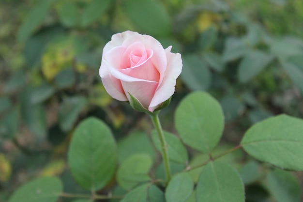 Premium Photo | Pink rosebud