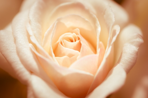 Розы Фото Инстаграм