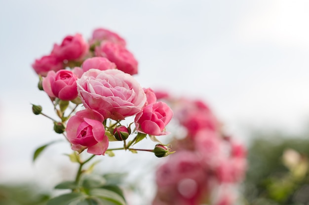 Premium Photo | Pink roses in the garden blooming