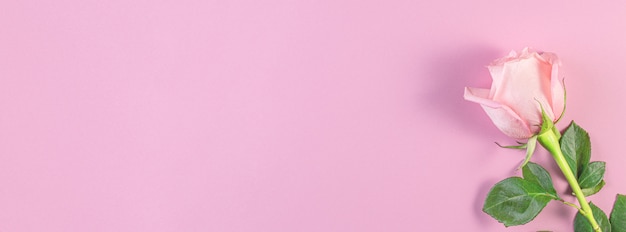 パステルピンクの背景にピンクのバラ プレミアム写真