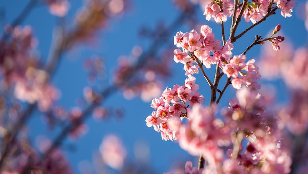 Premium Photo | Pink sakura blooming with blue sky background
