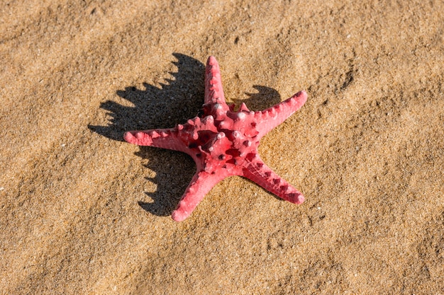 砂浜でピンクのヒトデ 無料の写真