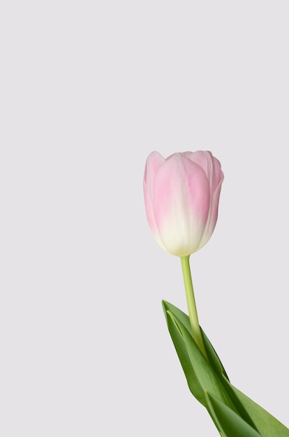 白い背景にピンクのチューリップの花 プレミアム写真