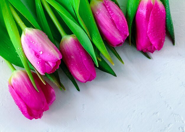 Premium Photo Pink Tulips With Water Drops On A Light Background