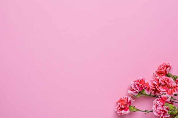 ピンクの花とピンクの壁紙 プレミアム写真