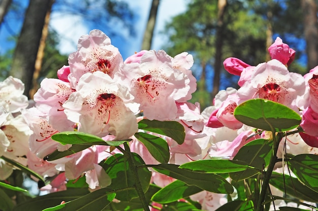 ピンクの白いツツジの花が満開で 茂みに緑の葉があります 春のトロピカルガーデン 4月 5月のシャクナゲの開花期 プレミアム写真