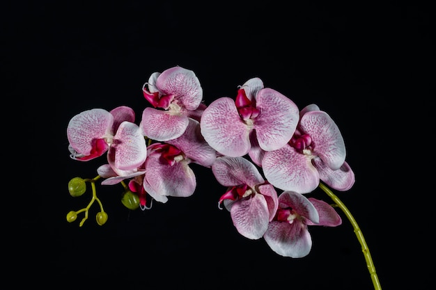 Premium Photo Pink White Orchid Flower On Black Background Close Up