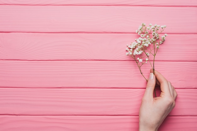 Pink wooden background with hand holding a twig Photo ...