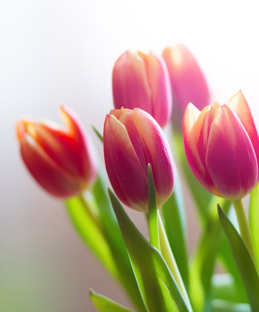 Premium Photo | Pink and yellow tulips spring flowers tulips on white ...