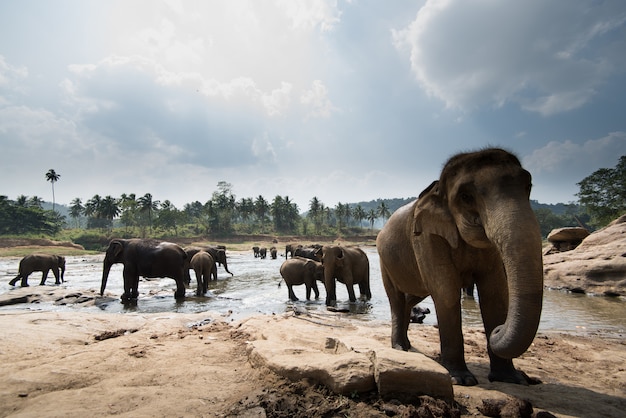 Premium Photo Pinnawala Elephant Orphanage Sri Lanka