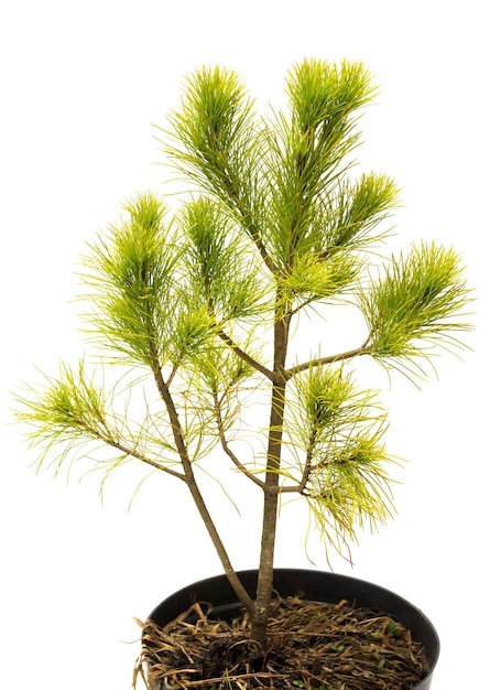 Premium Photo Pinus Strobus Pine In A Pot Isolated On White