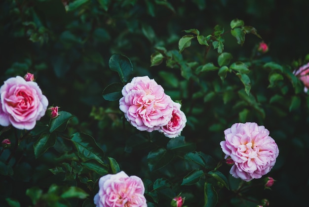 Premium Photo | Pirouette rose - delightful pink garden roses on dark ...