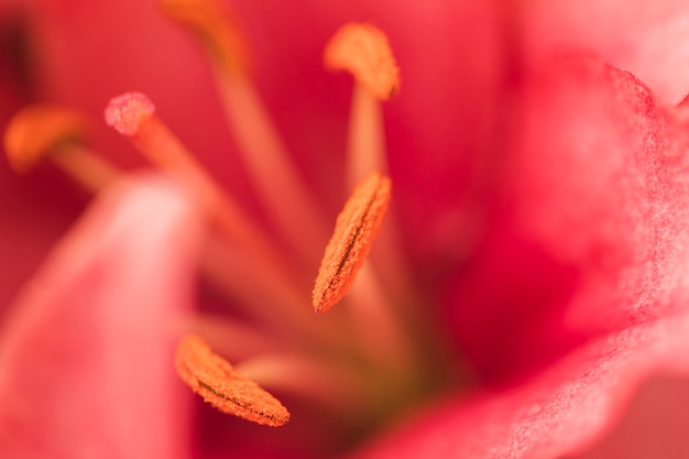 free-photo-pistils-of-beautiful-rose-fresh-flower