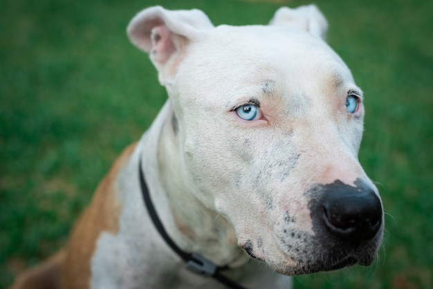 緑のピットブルアメリカンスタンフォード犬の肖像画 プレミアム写真