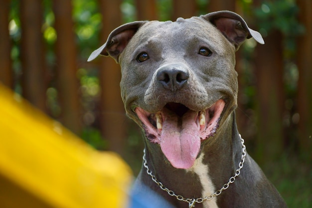 Premium Photo | Pitbull dog in the park. pitbull looking with happy ...